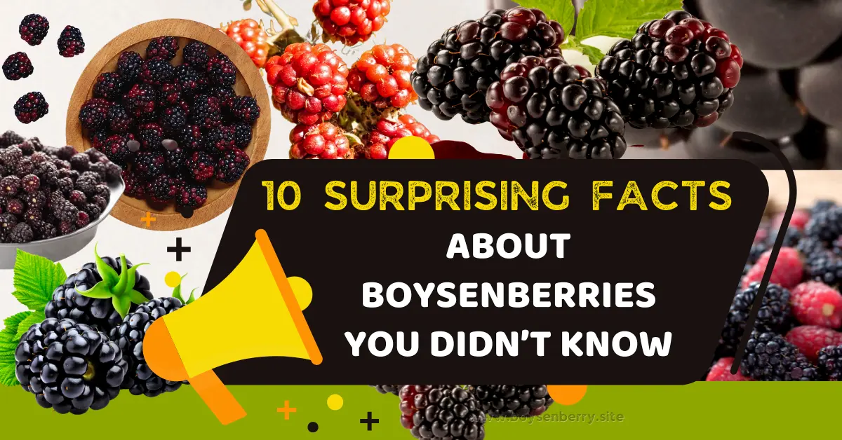10 Surprising Facts About Boysenberries
