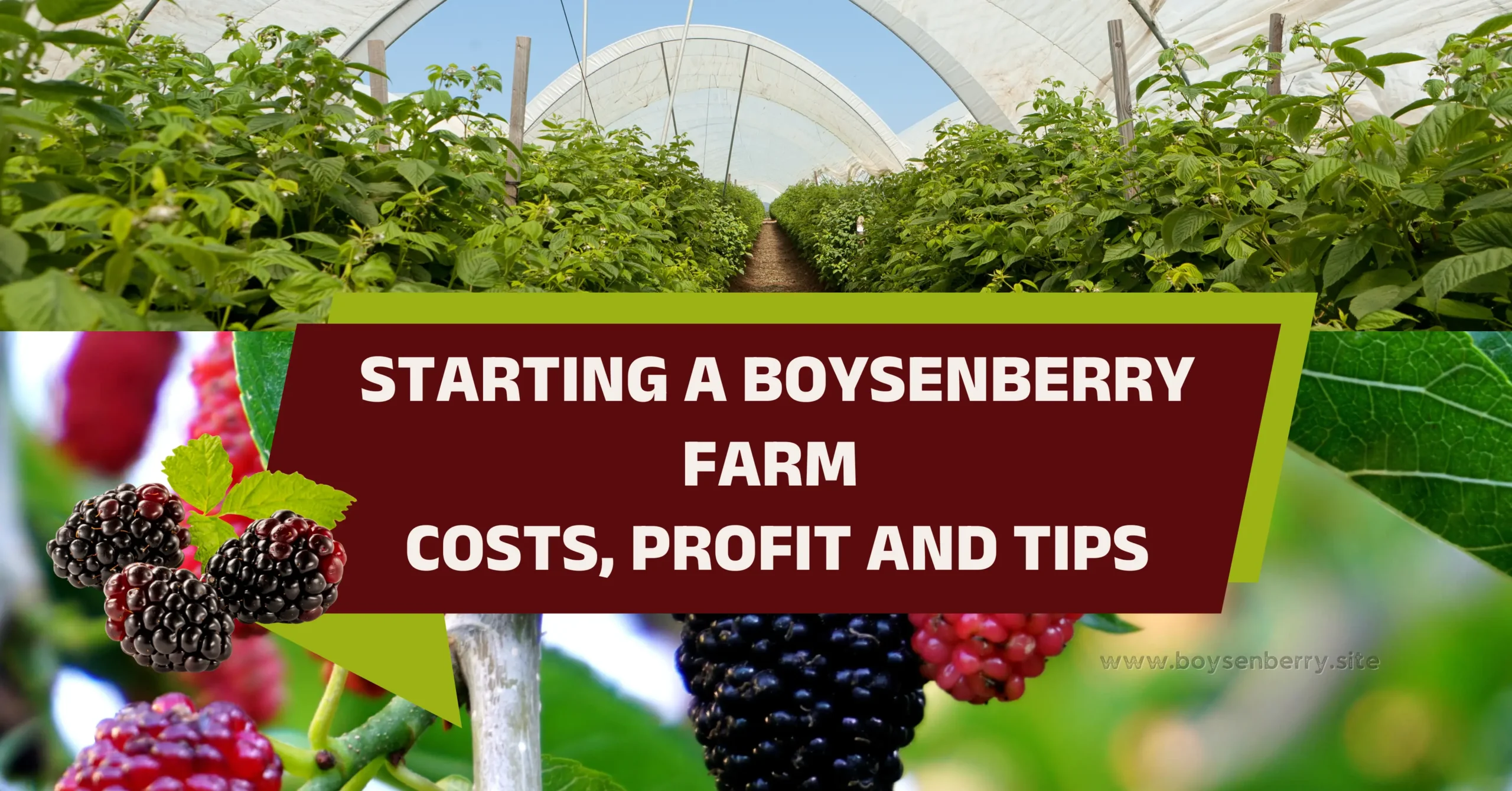 Boysenberry Farm