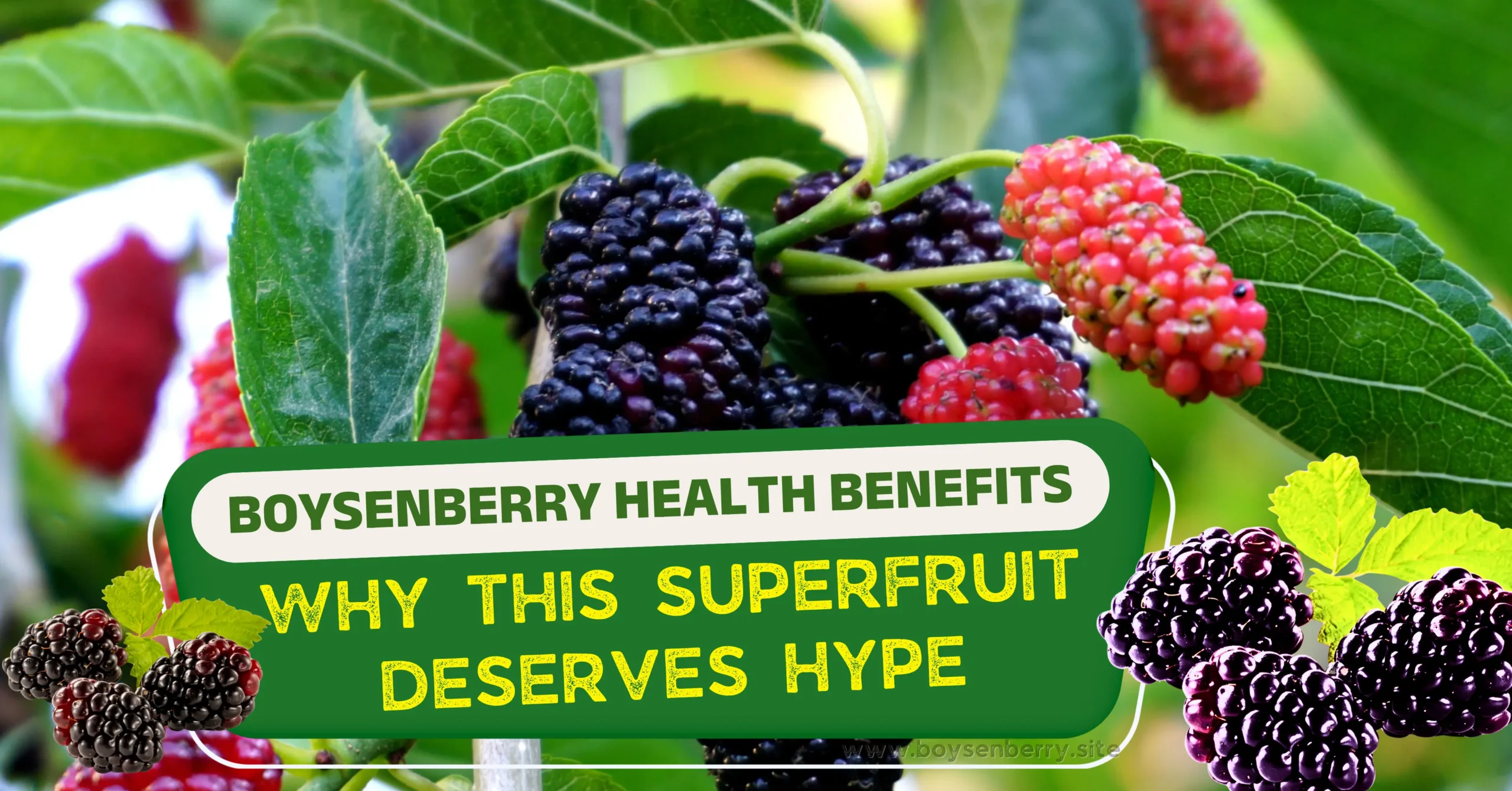Boysenberry Health Benefits