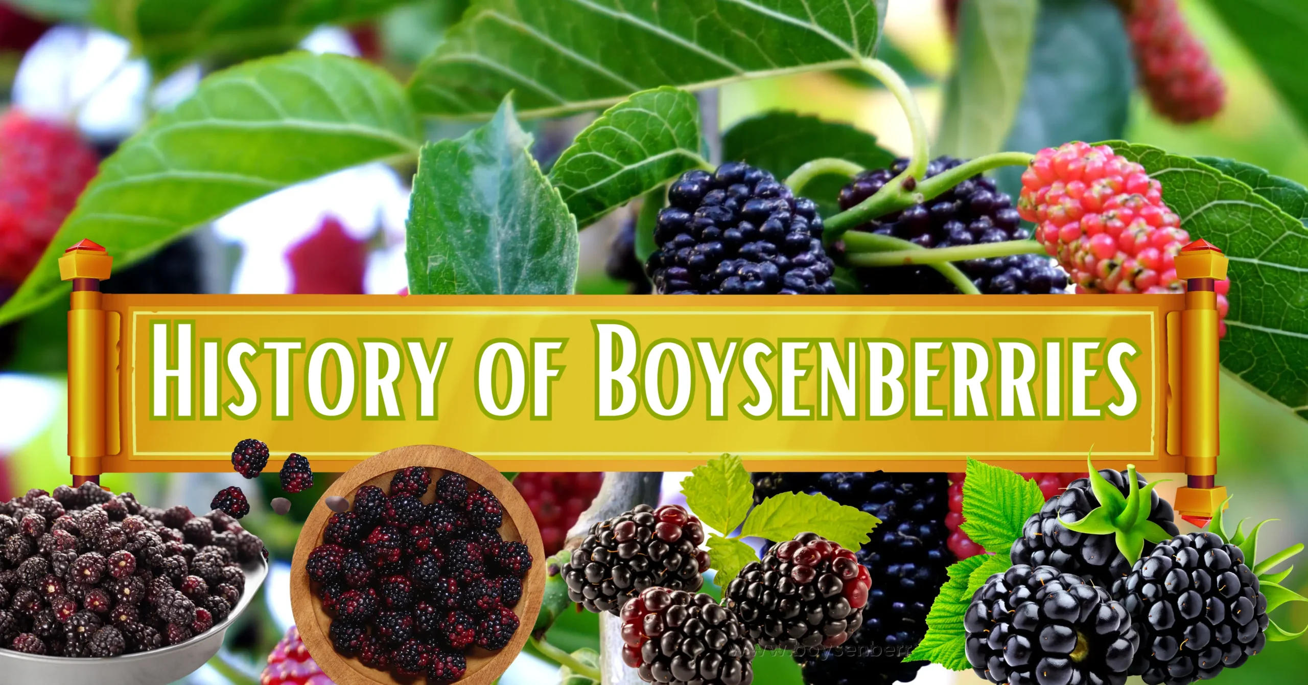 History of Boysenberries