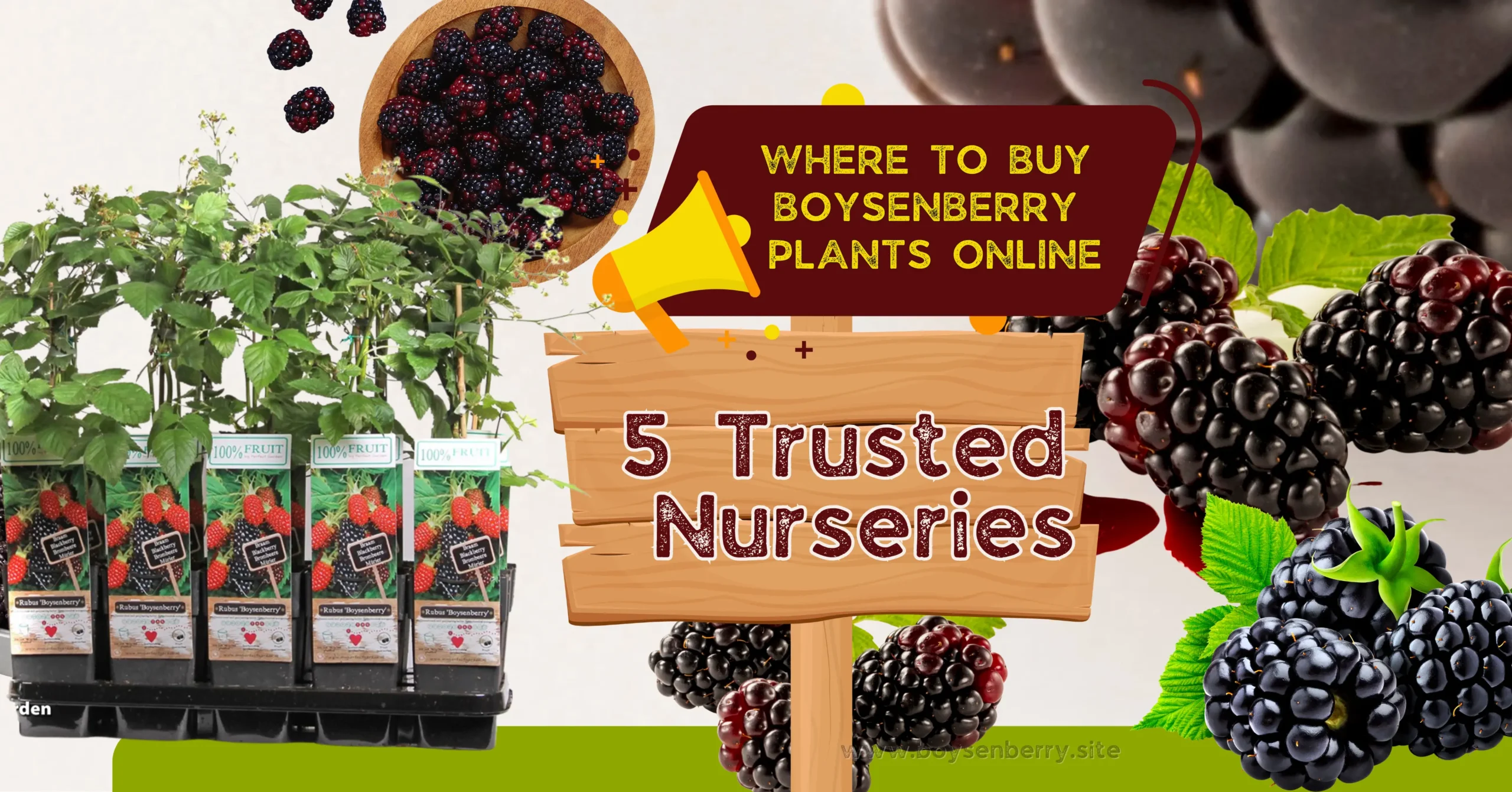Buy Boysenberry Plants Online